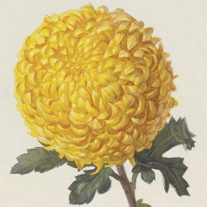 WISEARTWORK COLLECTIONS